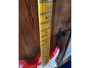 Fender 57 Strato Relic Mn Fiesta Red 2019