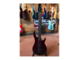 Peavey Millennium 5 AC BXP